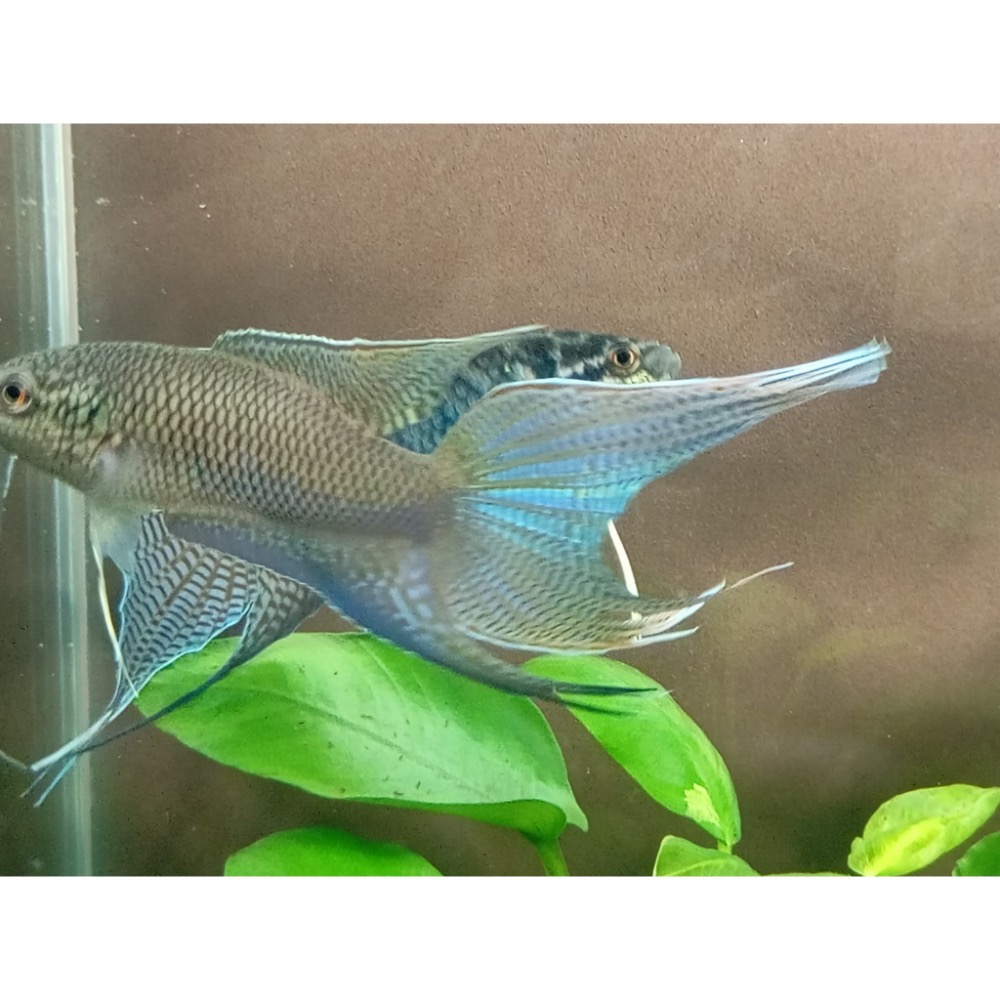 [苔之坊］改良黑叉魚苗。約1.2公分七隻ㄧ組。改良蓋斑鬥魚-細節圖4