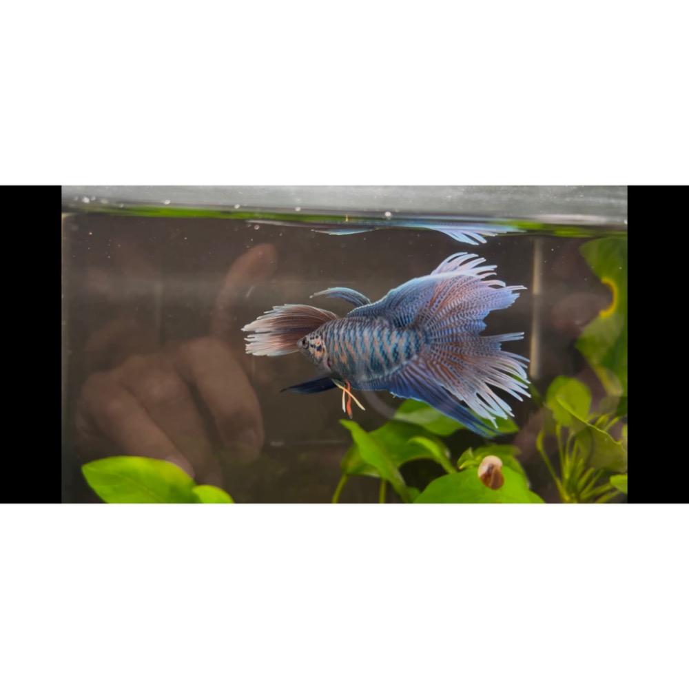 ［苔之坊］改良蓋斑。約5公分。蓋斑鬥魚-細節圖2