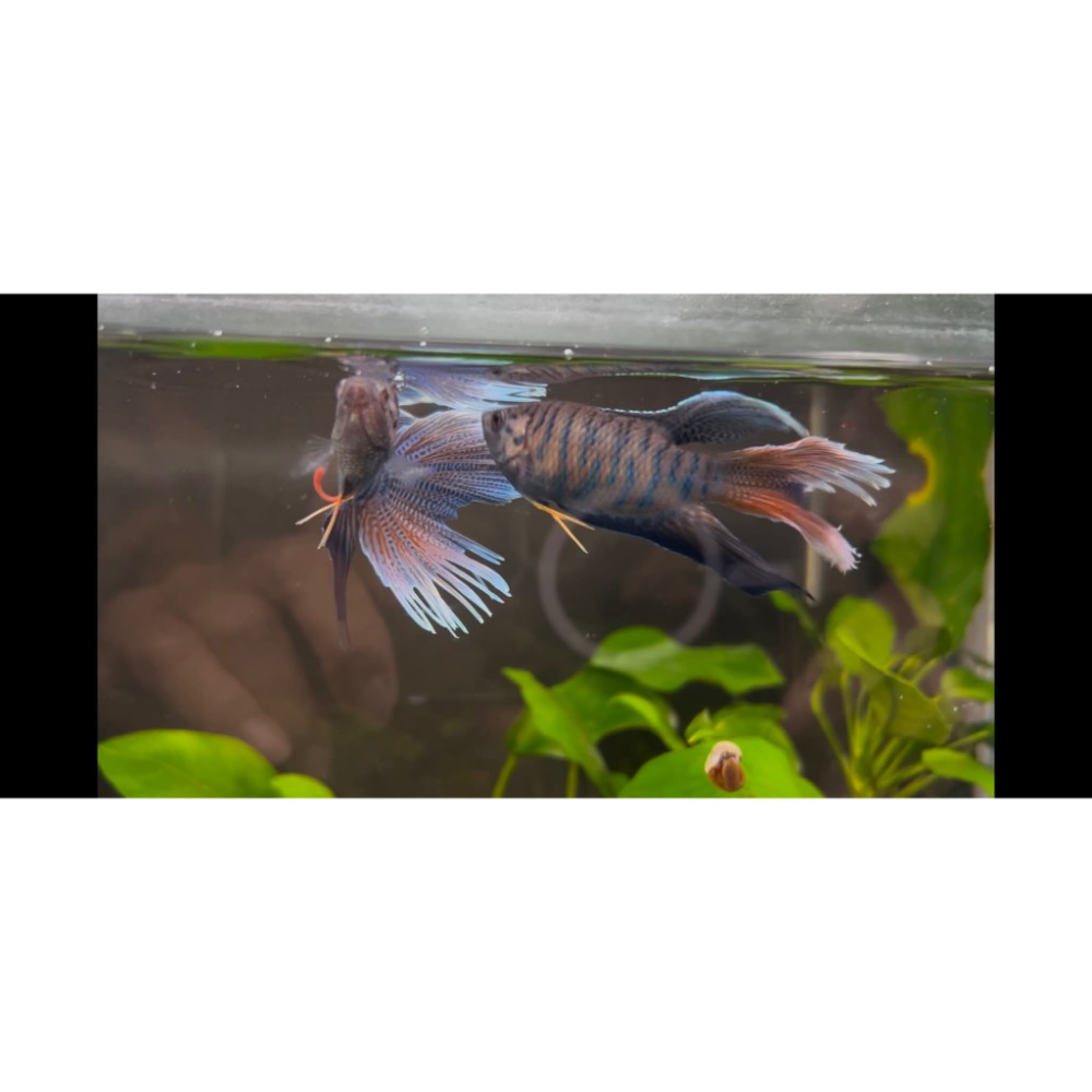 ［苔之坊］改良蓋斑。約5公分。蓋斑鬥魚-細節圖3