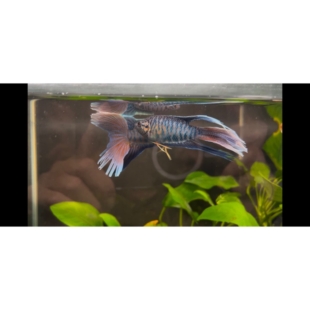 ［苔之坊］改良蓋斑。約5公分。蓋斑鬥魚-細節圖4