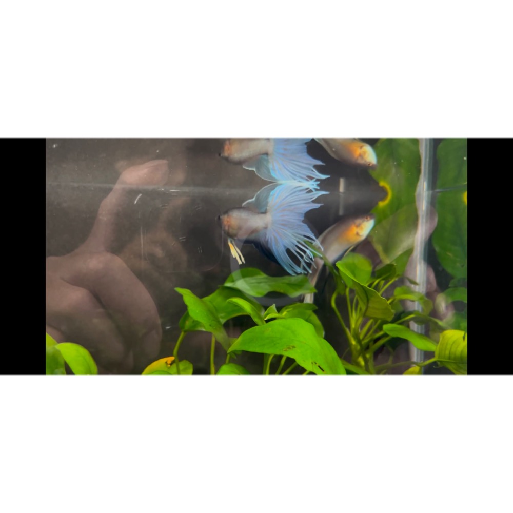 ［苔之坊］改良澳火。公魚。約5公分。改良蓋斑鬥魚-細節圖2