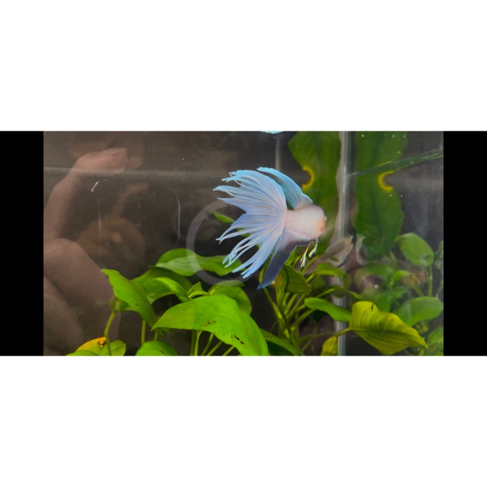 ［苔之坊］改良澳火。公魚。約5公分。改良蓋斑鬥魚-細節圖3