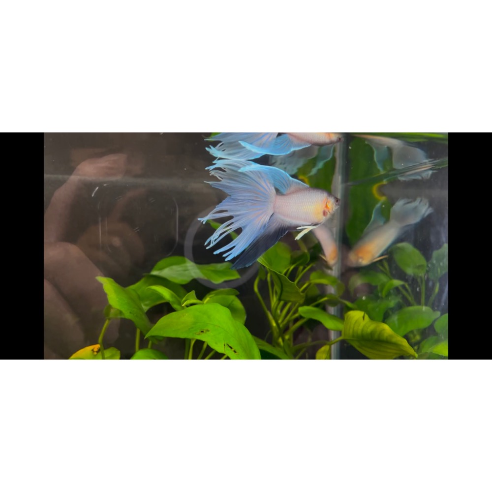 ［苔之坊］改良澳火。公魚。約5公分。改良蓋斑鬥魚-細節圖4