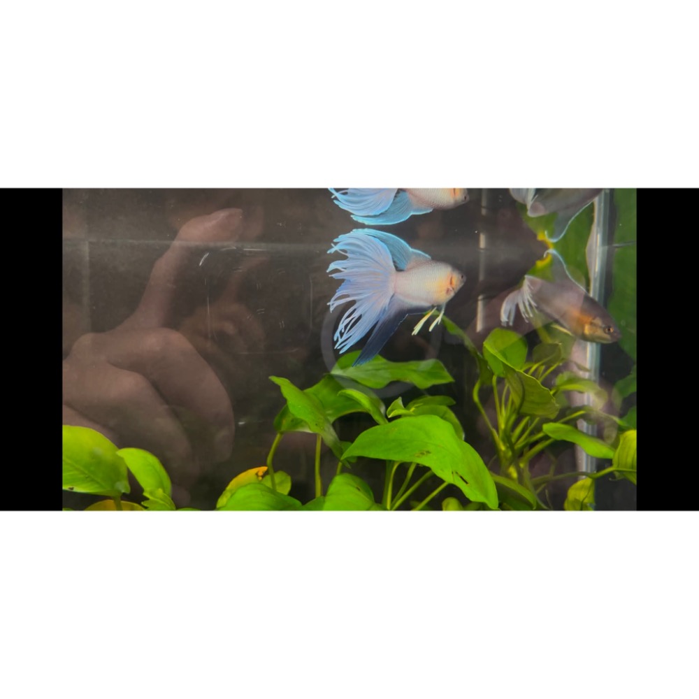 ［苔之坊］改良澳火。公魚。約5公分。改良蓋斑鬥魚-細節圖5