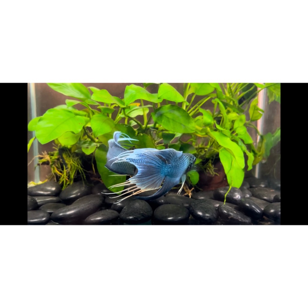 ［苔之坊］多針藍魚。公魚。約6公分。改良蓋斑鬥魚-細節圖2
