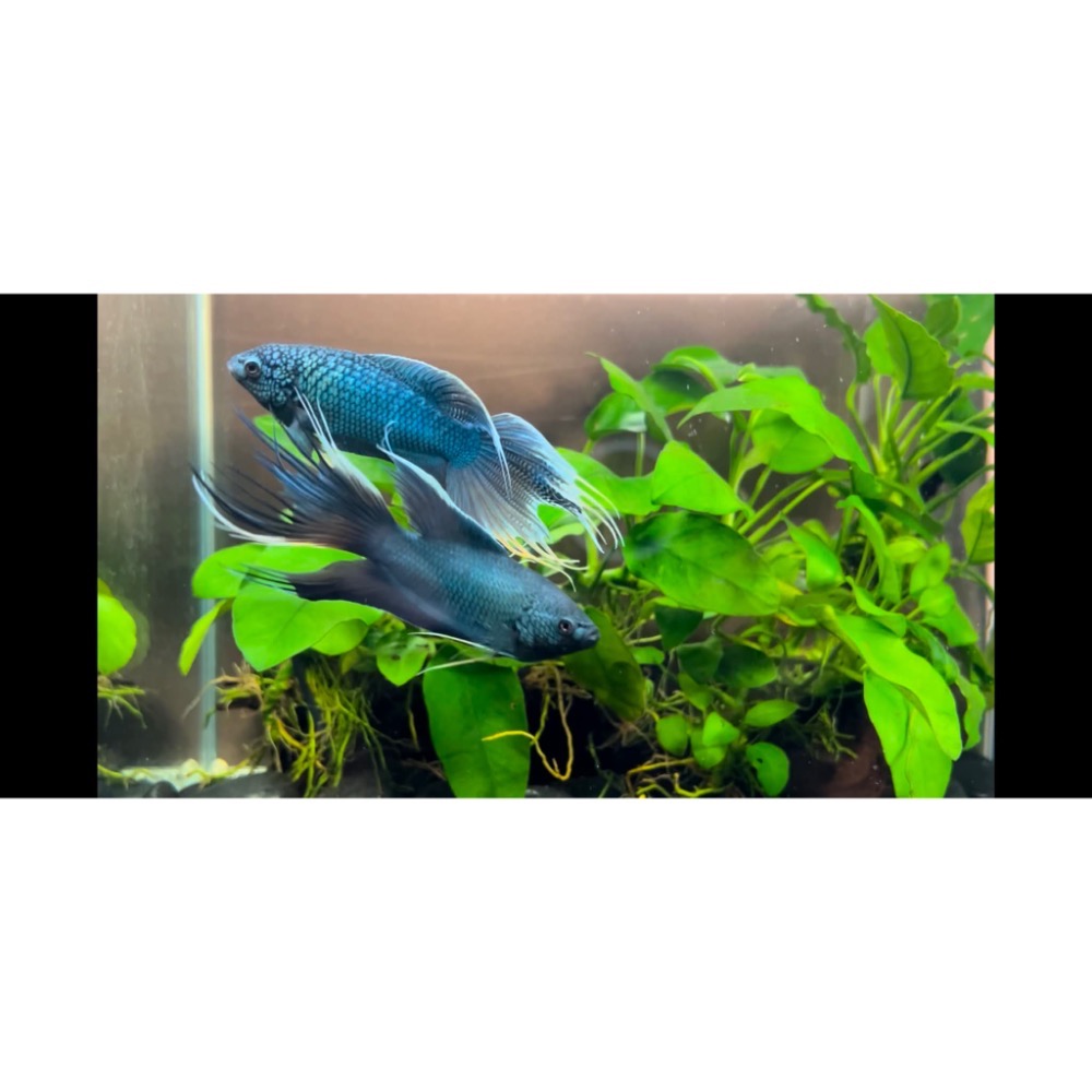 ［苔之坊］多針藍魚。公魚。約6公分。改良蓋斑鬥魚-細節圖3