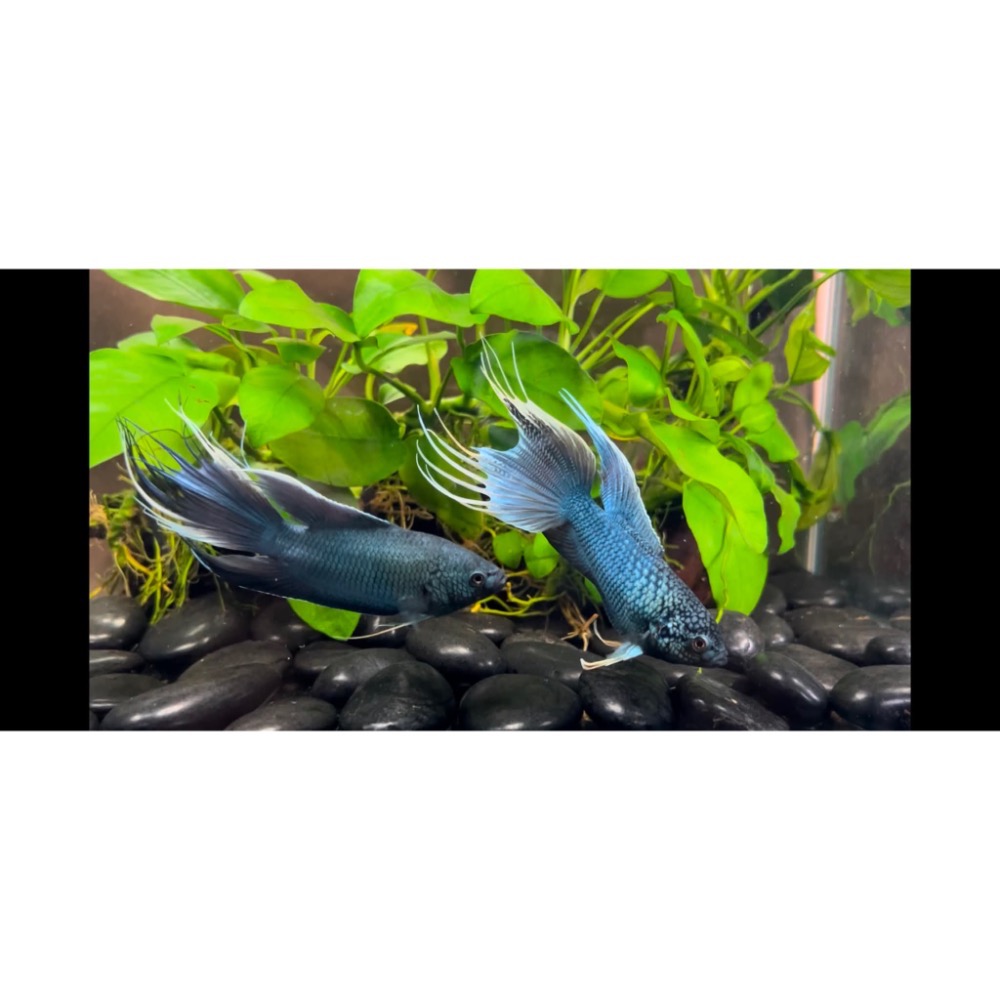 ［苔之坊］多針藍魚。公魚。約6公分。改良蓋斑鬥魚-細節圖5