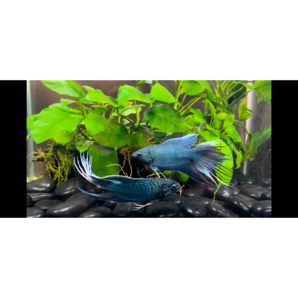 ［苔之坊］多針藍魚。公魚。約6公分。改良蓋斑鬥魚-細節圖6