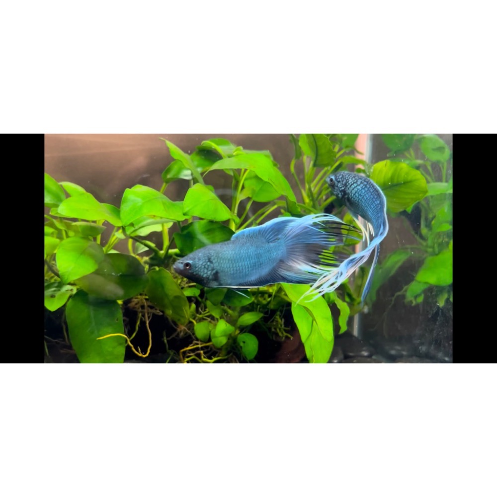 ［苔之坊］多針藍魚。公魚。約6公分。改良蓋斑鬥魚-細節圖7