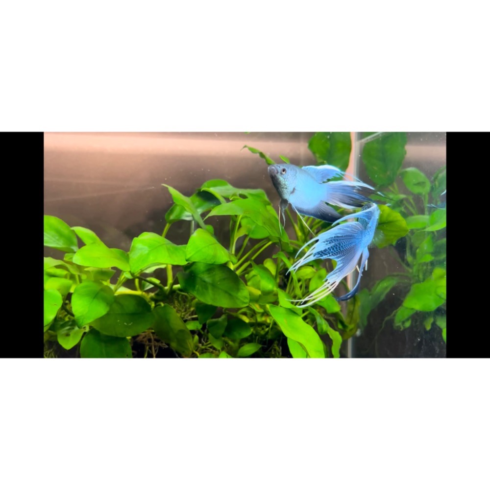 ［苔之坊］多針藍魚。公魚。約6公分。改良蓋斑鬥魚-細節圖8