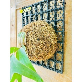 《揪匠JOY WOOD 》 居家小物/療癒植物/鹿角蕨/拆側芽/植床板/透氣板/DIY組合-細節圖2