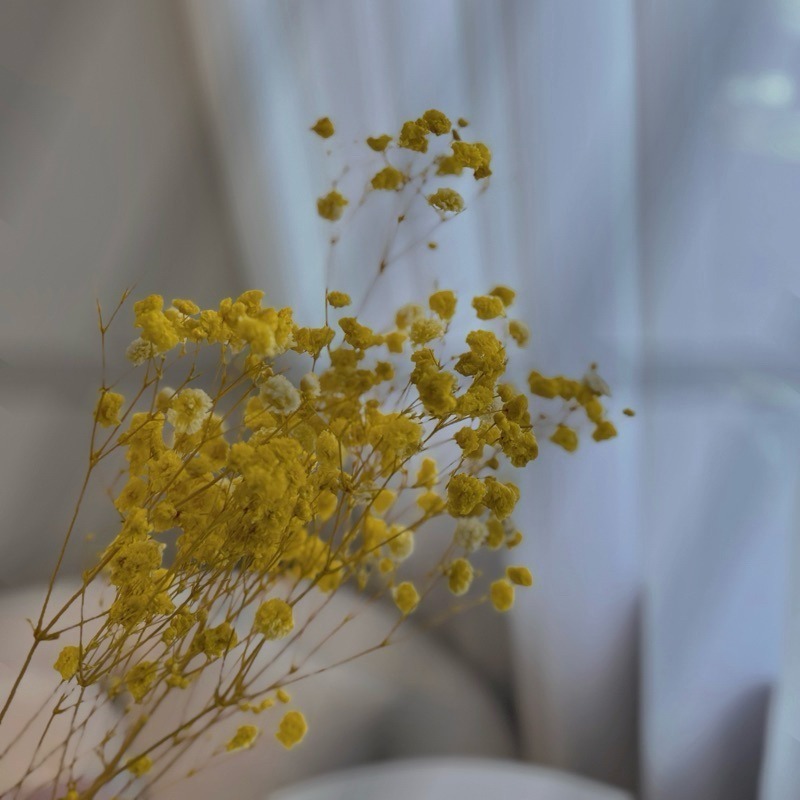 ❤︎台灣現貨❤︎天然乾燥花滿天星 永生花 送禮花束 畢業花束 生日禮物居家擺設「有感選物」-規格圖9