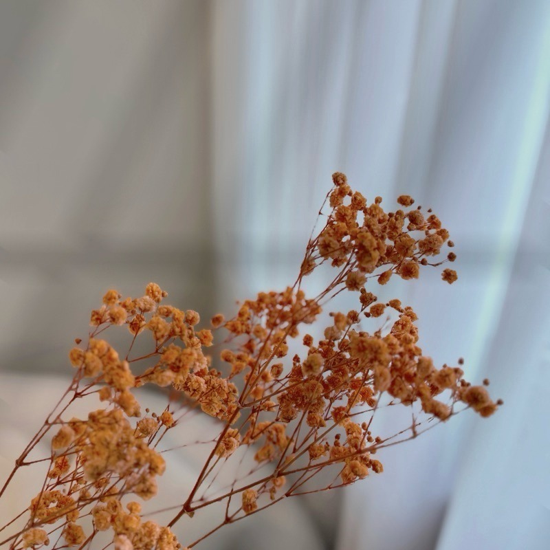 乾燥花-橘色