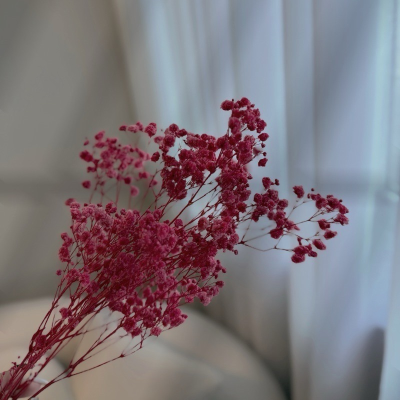 ❤︎台灣現貨❤︎天然乾燥花滿天星 永生花 送禮花束 畢業花束 生日禮物居家擺設「有感選物」-規格圖9