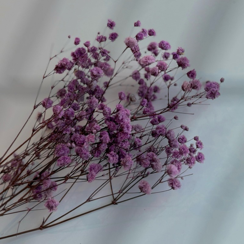乾燥花-淺紫