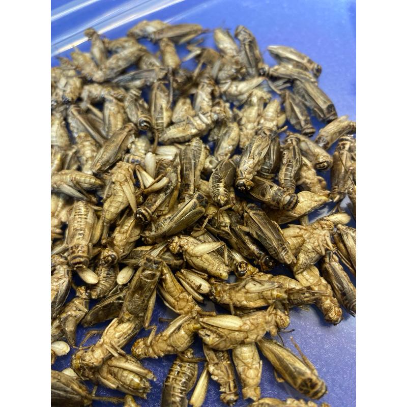 爬蟲專用凍乾蟋蟀 冷凍乾燥  高蛋白爬蟲餌料 蟋蟀乾 爬蟲飼養 爬蟲飼料 守宮吃什麼-細節圖3