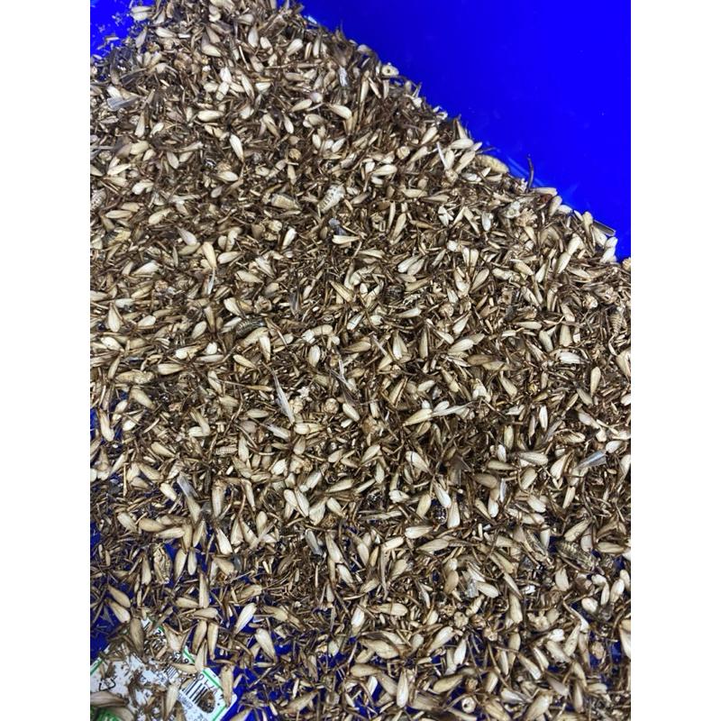 爬蟲專用凍乾蟋蟀 冷凍乾燥  高蛋白爬蟲餌料 蟋蟀乾 爬蟲飼養 爬蟲飼料 守宮吃什麼-細節圖5