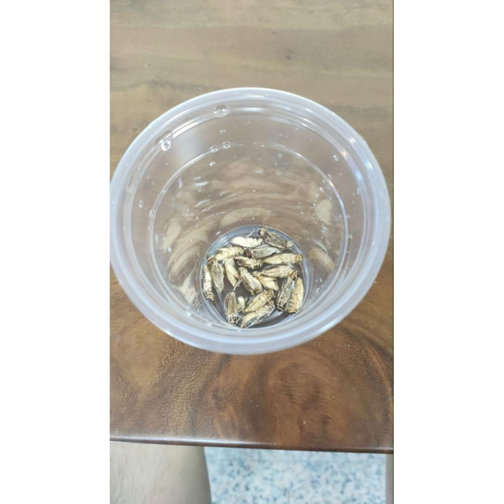 爬蟲專用凍乾蟋蟀 冷凍乾燥  高蛋白爬蟲餌料 蟋蟀乾 爬蟲飼養 爬蟲飼料 守宮吃什麼-細節圖6