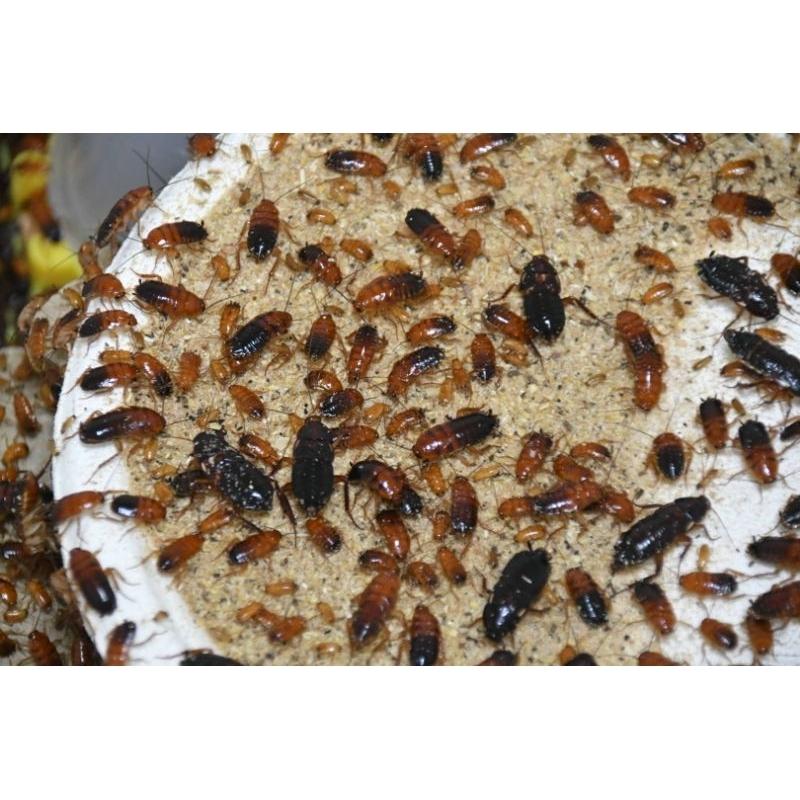 天氣回暖降價！冷凍櫻桃紅 冷凍蟋蟀飼料顆粒 冷凍蟋蟀飼料 冷凍杜比亞飼料 冷凍爬蟲飼料顆粒-細節圖2