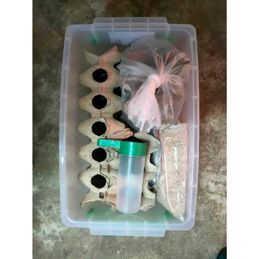 爬蟲飼養箱 蟑螂 杜比亞 度比亞 蟋蟀-細節圖2