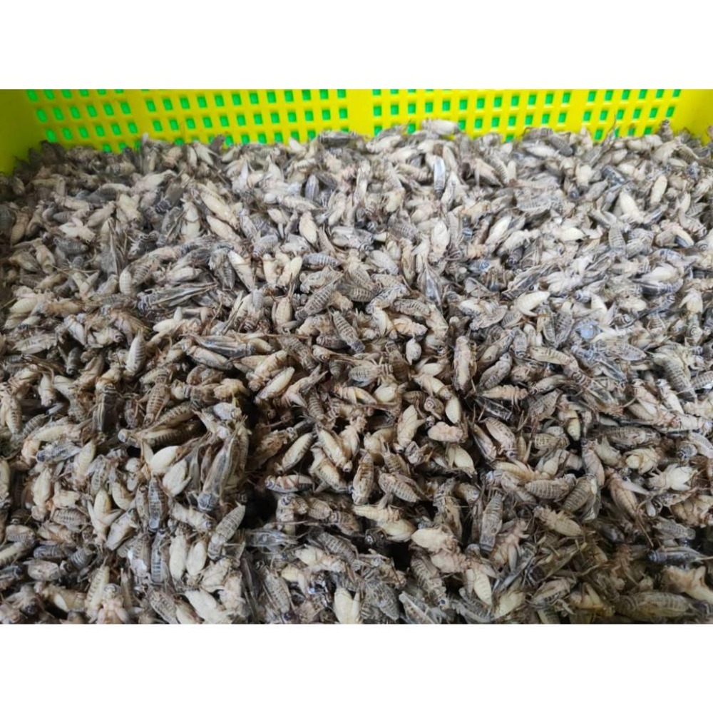 冷凍蟋蟀飼料 冷凍爬蟲飼料顆粒 黑蟋蟀 白蟋蟀 爬蟲飼養 爬蟲飼養盒-細節圖3