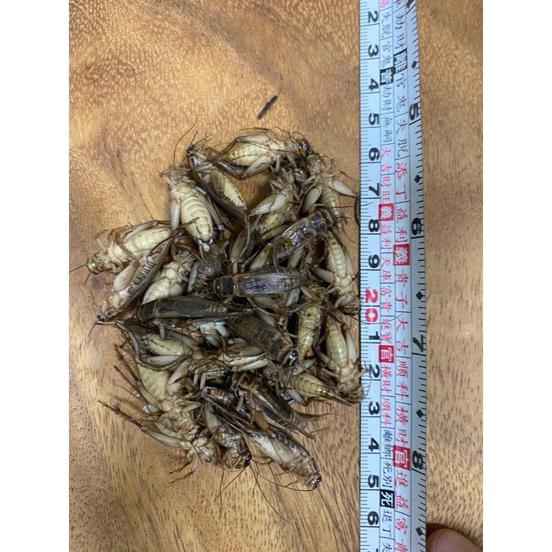 冷凍蟋蟀飼料 冷凍爬蟲飼料顆粒 黑蟋蟀 白蟋蟀 爬蟲飼養 爬蟲飼養盒-細節圖4