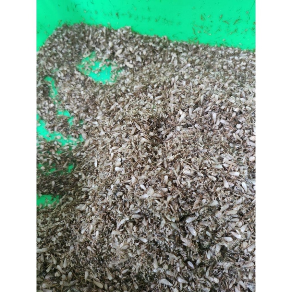 冷凍蟋蟀飼料 冷凍爬蟲飼料顆粒 黑蟋蟀 白蟋蟀 爬蟲飼養 爬蟲飼養盒-細節圖5