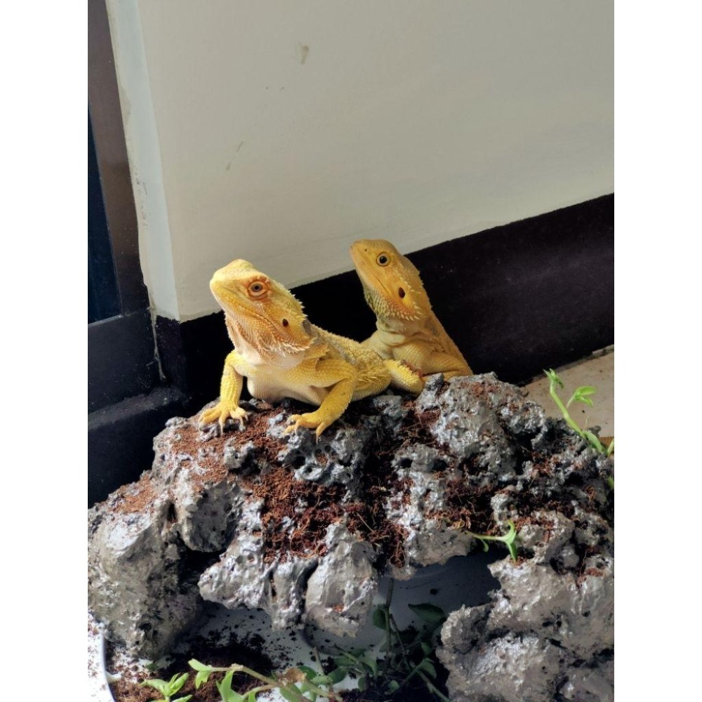 冷凍蟋蟀飼料 冷凍爬蟲飼料顆粒 黑蟋蟀 白蟋蟀 爬蟲飼養 爬蟲飼養盒-細節圖6