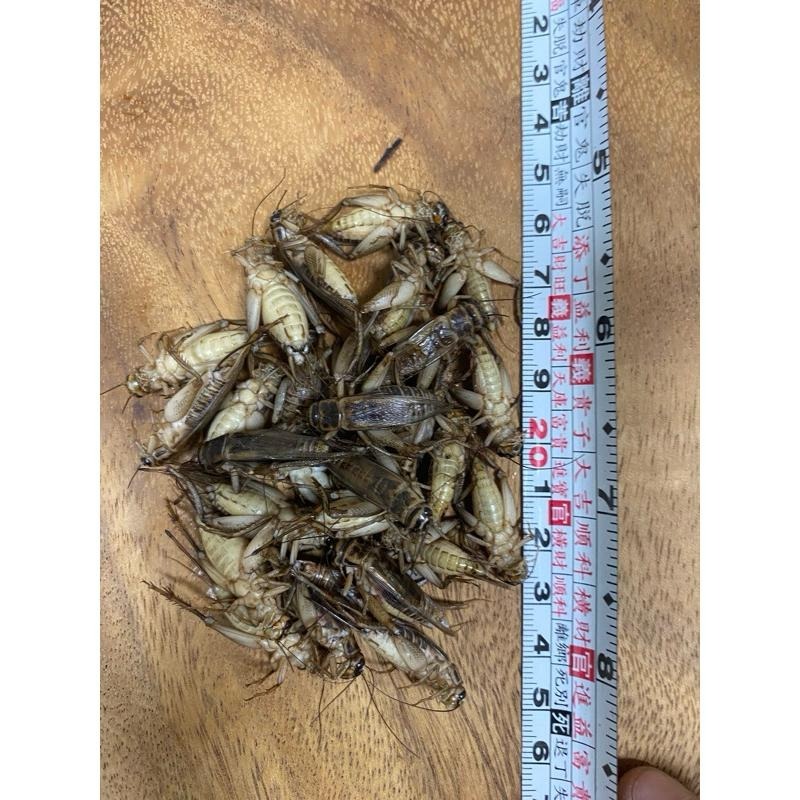 冷凍蟋蟀飼料 冷凍爬蟲飼料顆粒 黑蟋蟀 白蟋蟀 爬蟲飼養 爬蟲飼養盒-細節圖4