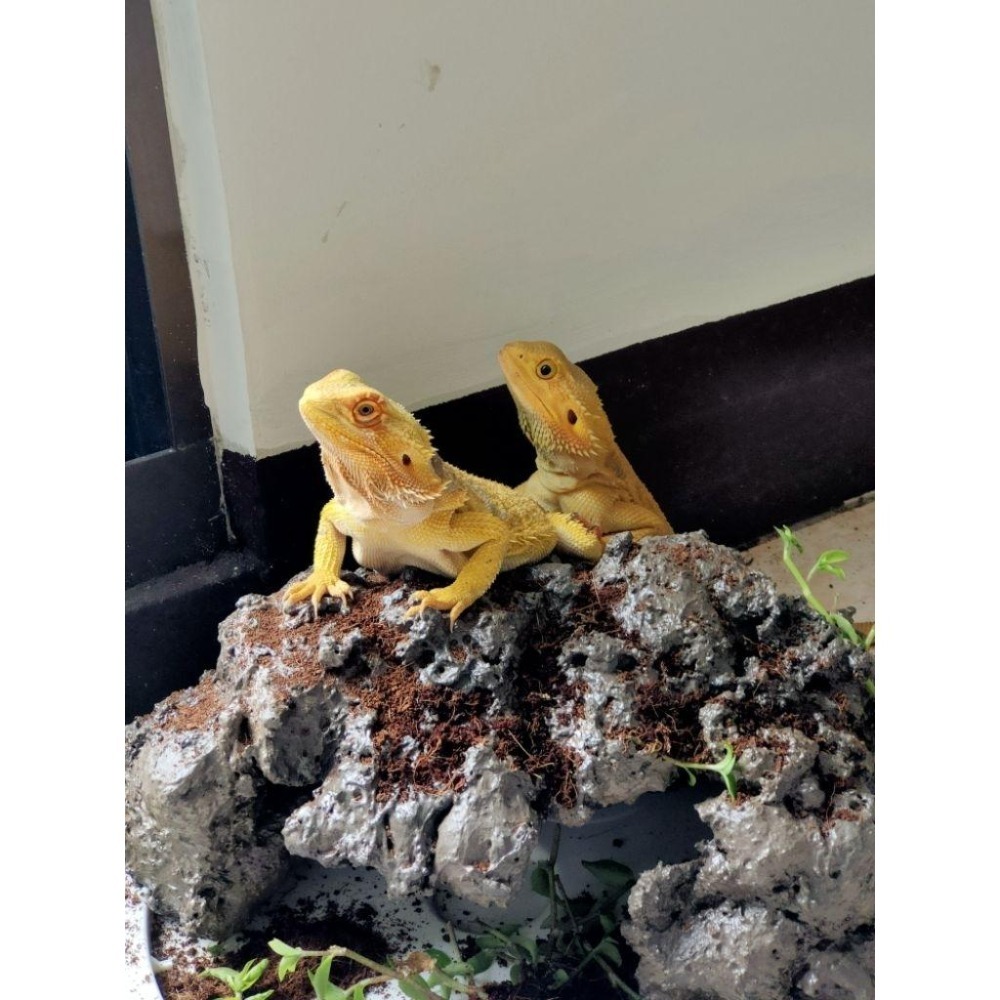 冷凍蟋蟀飼料 冷凍爬蟲飼料顆粒 黑蟋蟀 白蟋蟀 爬蟲飼養 爬蟲飼養盒-細節圖6