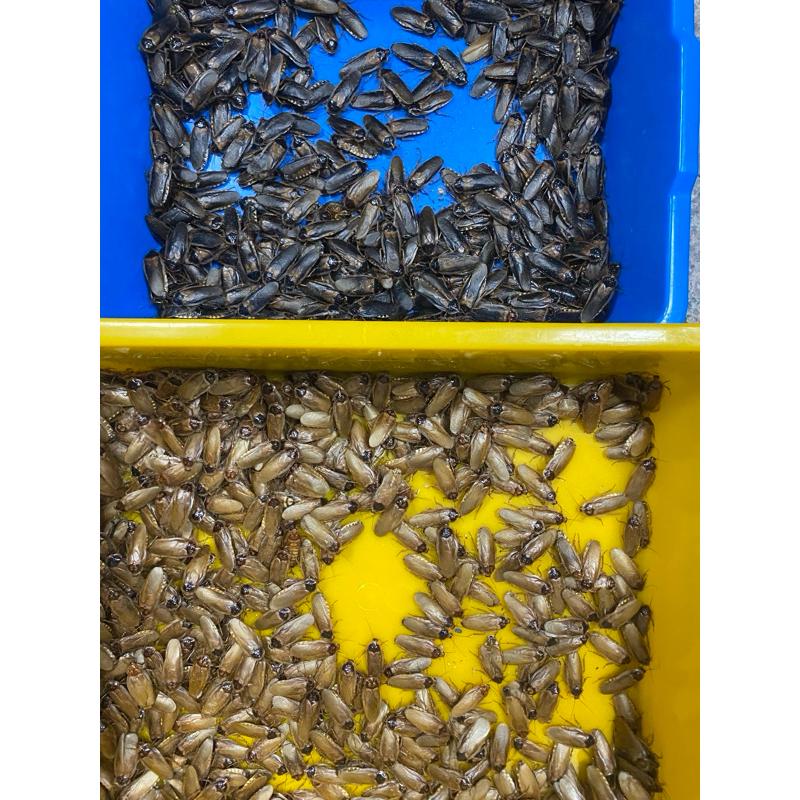 冷凍杜比亞飼料顆粒 黃金杜比亞 蟋蟀飼料顆粒 爬蟲 飼料顆粒-細節圖2