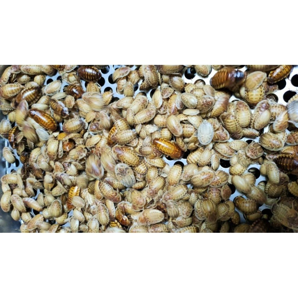 冷凍杜比亞飼料顆粒 黃金杜比亞 蟋蟀飼料顆粒 爬蟲 飼料顆粒-細節圖4