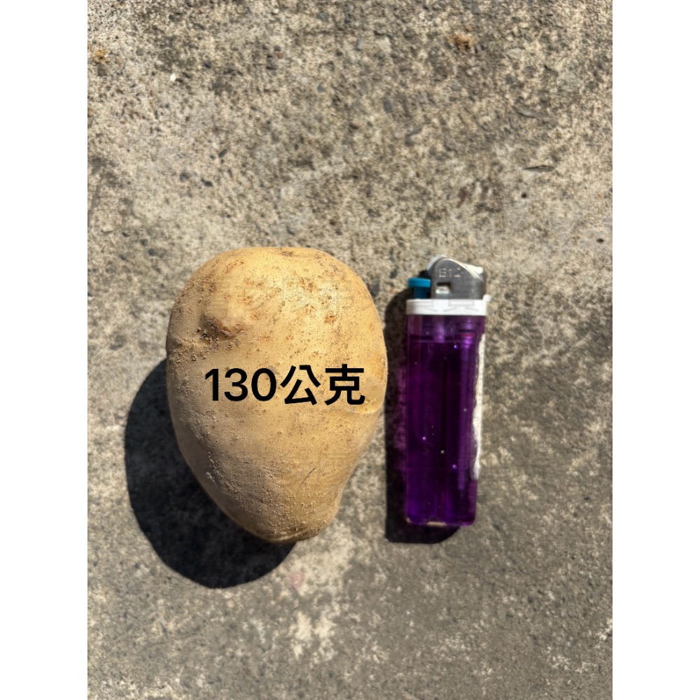 新鮮國產馬鈴薯《大葉克尼伯》-細節圖3