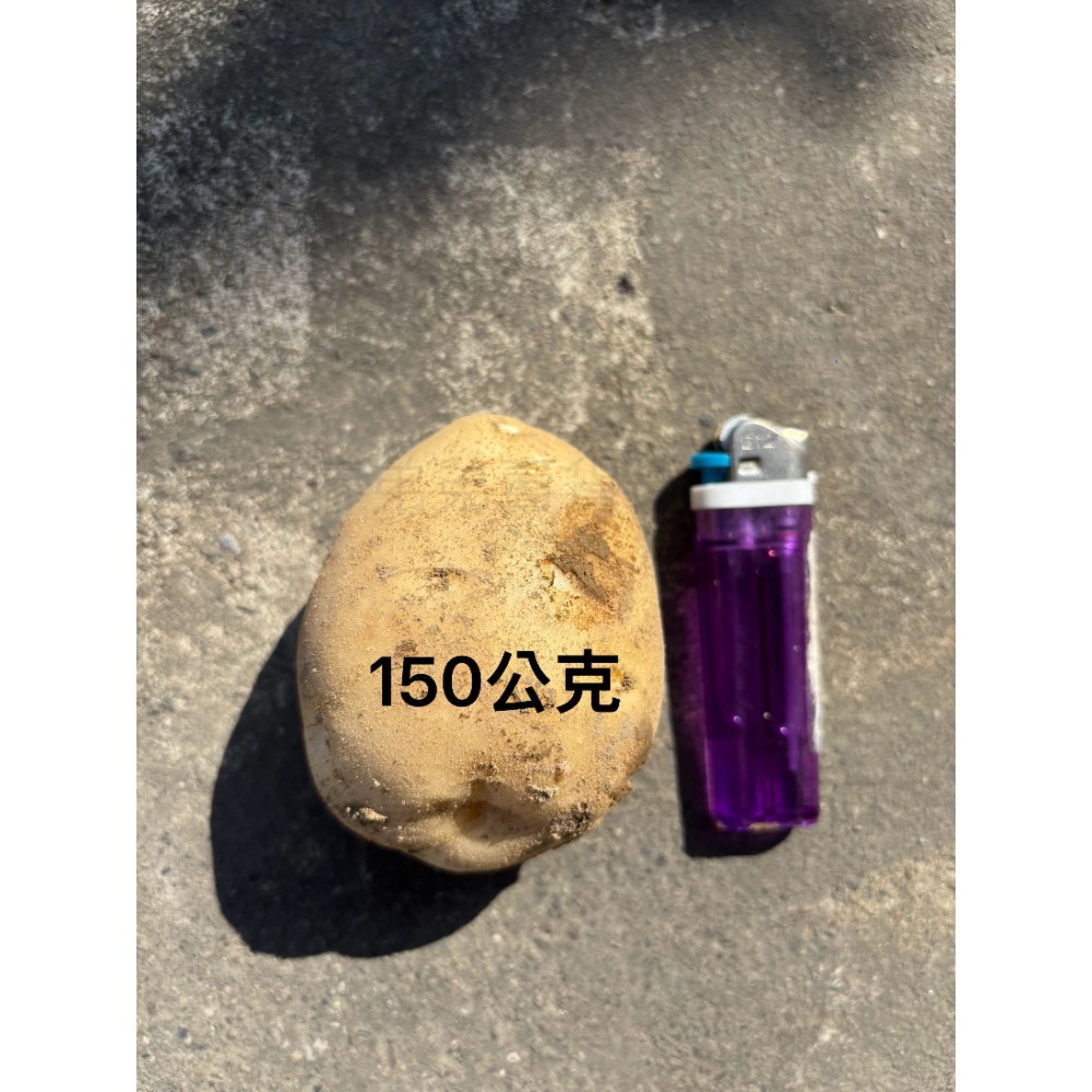 新鮮國產馬鈴薯《大葉克尼伯》-細節圖4