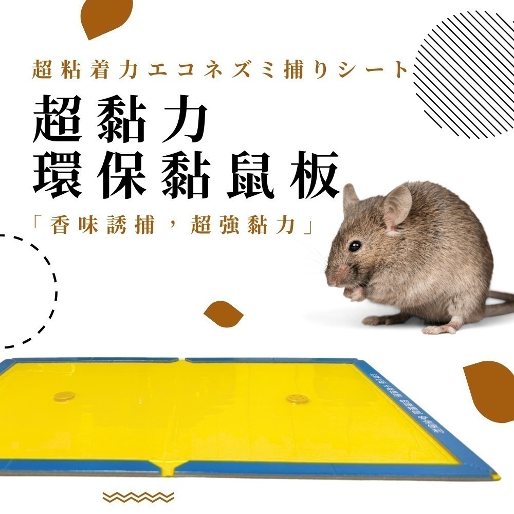 黏鼠板【小閨祕】滅鼠 捕鼠 捕鼠板 粘鼠板-細節圖5