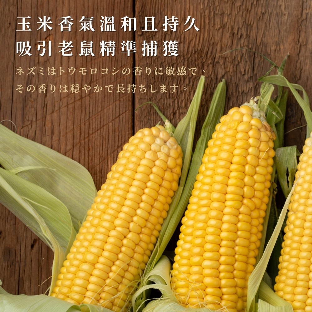 黏鼠板【小閨祕】滅鼠 捕鼠 捕鼠板 粘鼠板-細節圖8