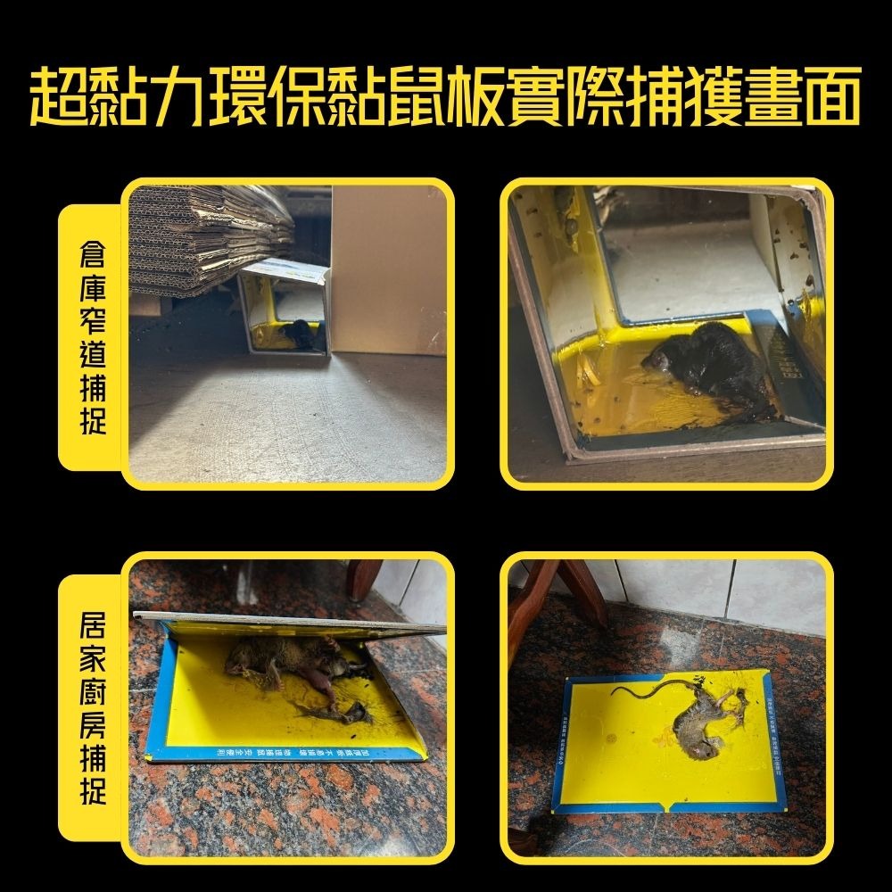 黏鼠板【小閨祕】滅鼠 捕鼠 捕鼠板 粘鼠板-細節圖11