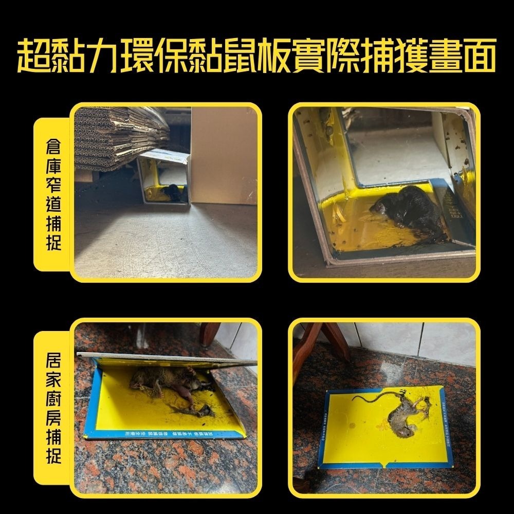 黏鼠板【小閨祕】滅鼠 捕鼠 捕鼠板 粘鼠板-細節圖11