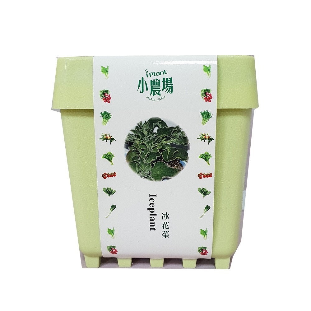 iPlant 積木開心農場-冰花菜    每盆加送種子1包 懶人盆栽 種子 培養土 花盆 肥料 一盆俱全-細節圖2