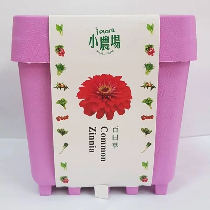 iPlant 積木開心農場-百日草    每盆加送種子1包 懶人盆栽 種子 培養土 花盆 肥料 一盆俱全-細節圖2