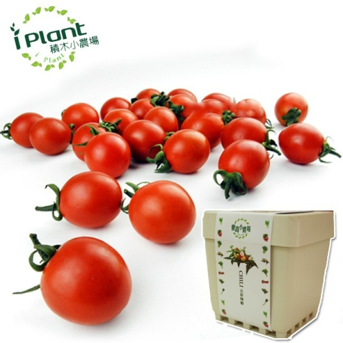 iPlant 積木開心農場-小蕃茄 每盆加送種子1包 懶人盆栽 種子 培養土 花盆 肥料 一盆俱全