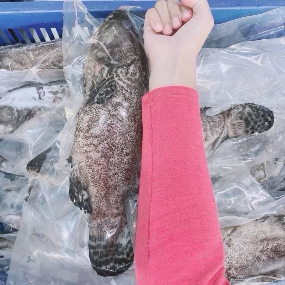 龍虎石斑魚500-600g-細節圖2