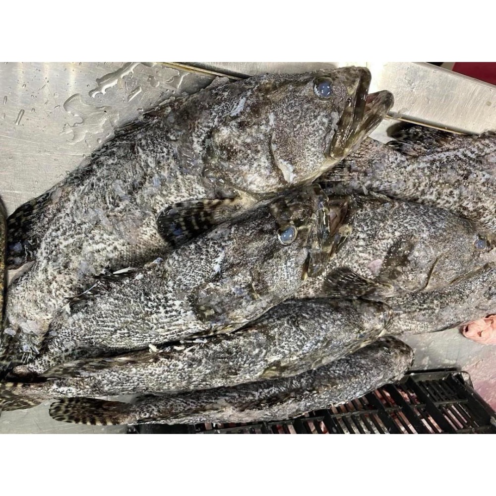 龍虎石斑魚500-600g-細節圖3
