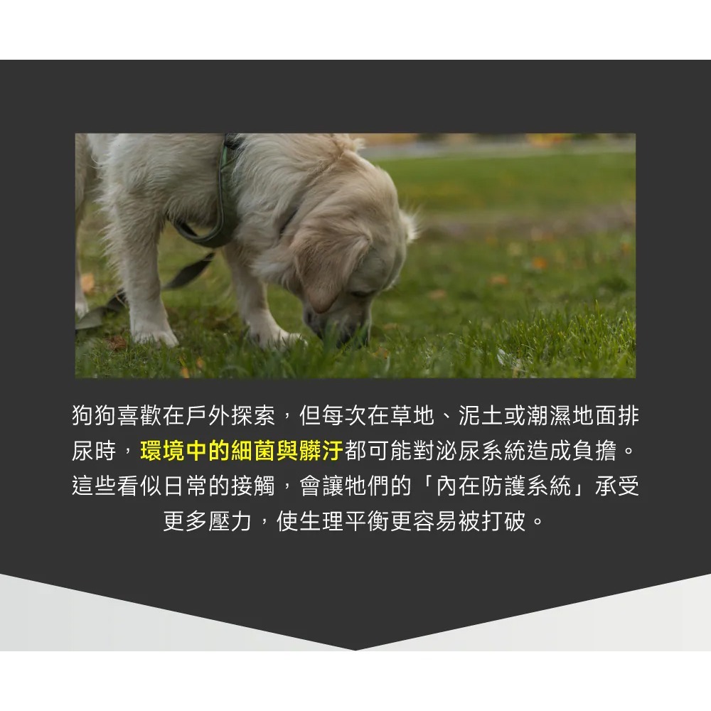 PetWell 沛威｜專效保健-護泌尿PRO 狗狗專用 (30包/盒) 守護泌尿道健康-細節圖2