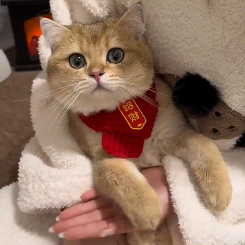 【台灣現貨火速寄出】寵物圍巾 招財進寶 過年喜氣 貓咪 狗狗 寵物圍脖 針織 保暖紅色圍巾 創意 C0007-細節圖2