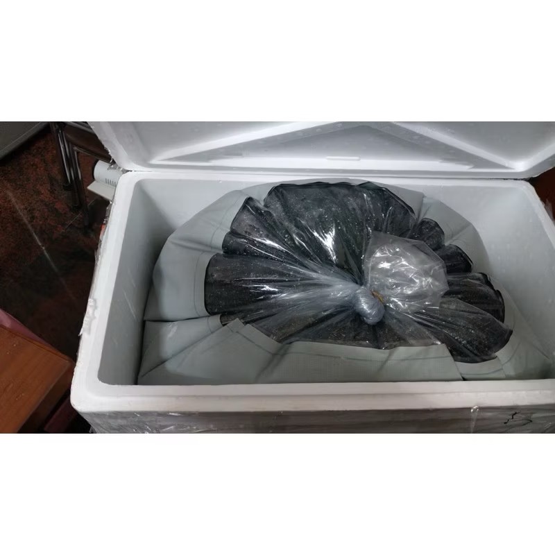 超大型蝦母袋/龍魚袋/觀賞魚袋-細節圖2