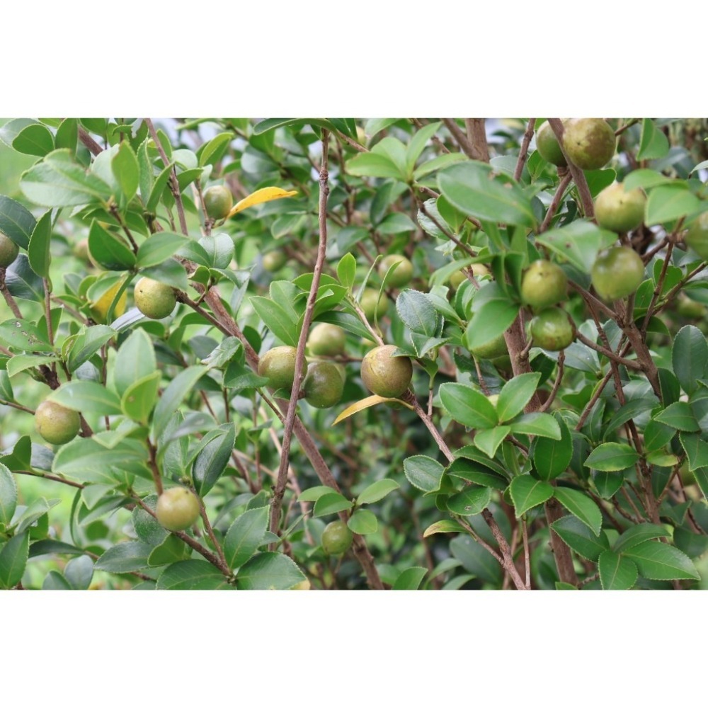 【250 mL｜100%苦茶油｜當周現榨｜小果苦茶籽｜低溫製程｜品質保證】原料SGS檢驗格-細節圖7