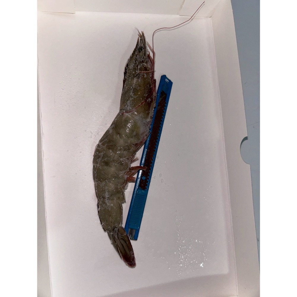 紅太陽白蝦600g-細節圖2