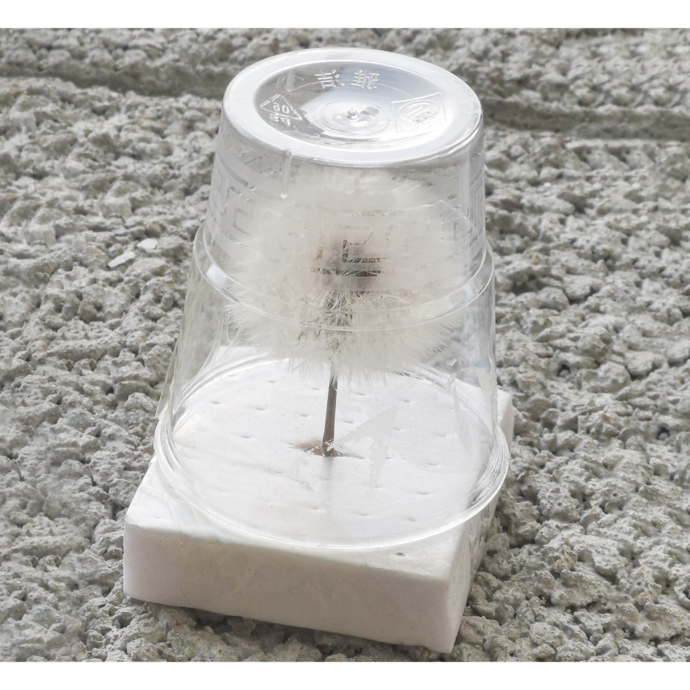 蒲公英乾燥花球 永生花 蒲公英絨球 拍照道具 水晶滴膠-細節圖2