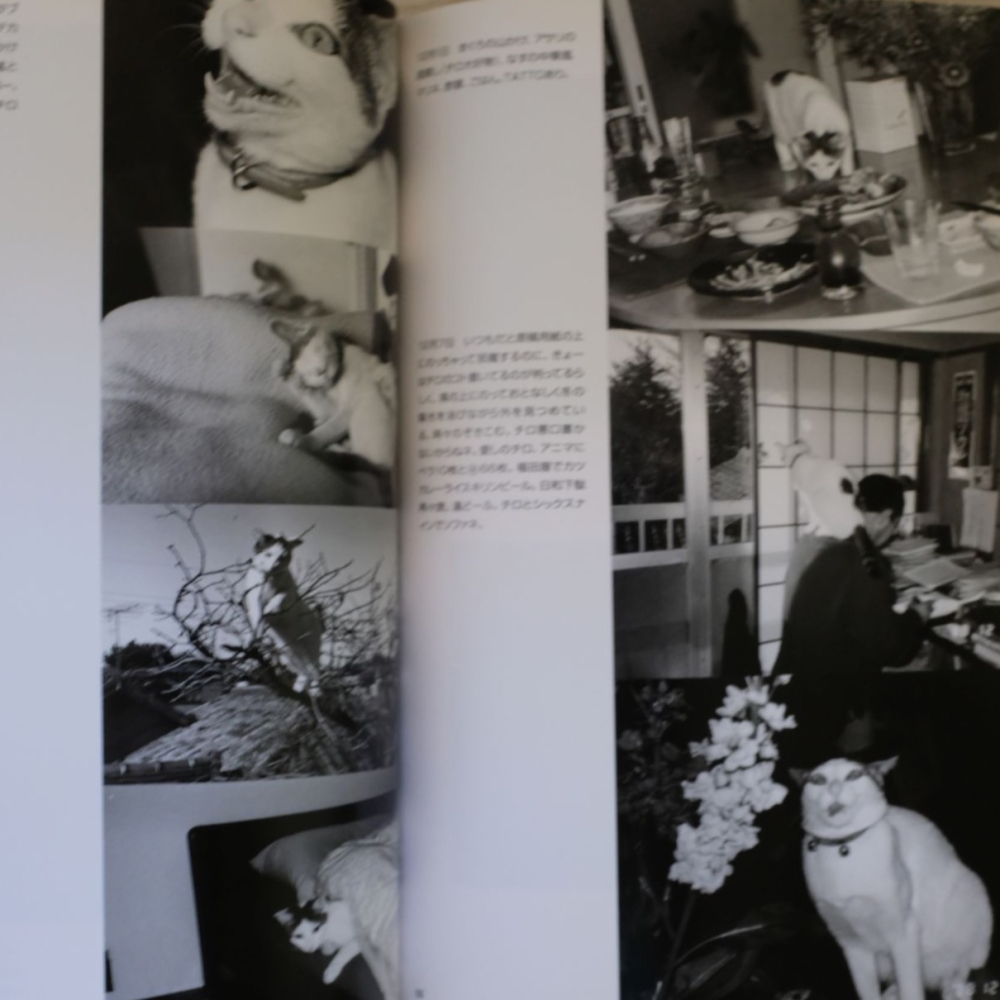 [相機小賣所]荒木經惟寫真全集10 荒木経惟 CHIRO, ARAKI與兩個愛人 チロとアラーキーと2人のおんな-細節圖9